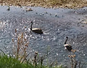 Black Swans feeding on plants & algae. Laureldale